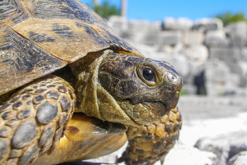 Portrait of a turtle on the ruins of the ancient Roman city