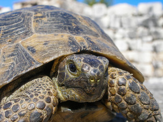 Portrait of a turtle on the ruins of the ancient Roman city
