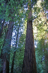 Redwoods in Muir Woods (CA 02345)