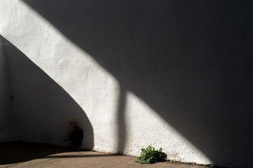 plant growing through concrete