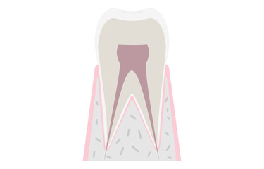 シンプルな歯の解剖図ベクターイラスト