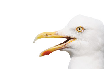 seagull with open beak isolated on white. The gull looks from right to left - 322700797