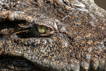 Close up Head of Crocodile was Floating in The Swamp and was Staring