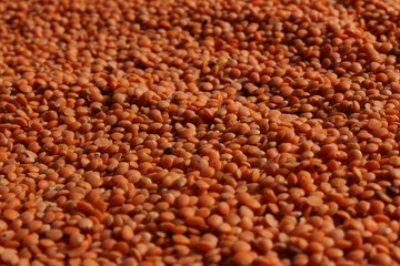 red lentils / red dal or maisoor dal in the ground with black background