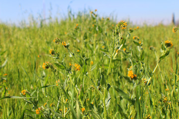 Intermediate Fiddleneck (CA 07346)