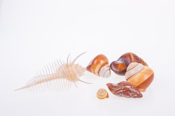 set of various mollusk shells on white background.