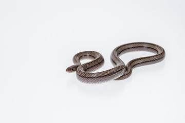 Striped kukri Snake on white background, Scientific name:Oligodon taeniatus, snake of Thailand