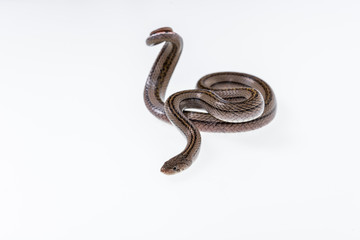 Striped kukri Snake on white background, Scientific name:Oligodon taeniatus, snake of Thailand