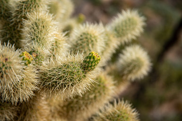 Close up Unripened Jumping Cholla Fruit