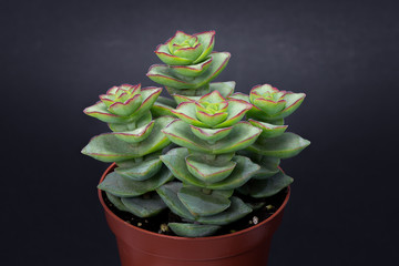 Beautiful group of crassula perforata in red pot isolated on black background