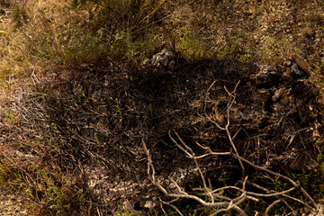 Decaying Barrel Cactus