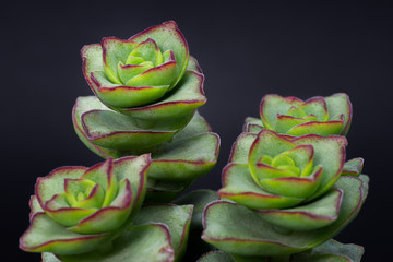 Close up of beautiful group of crassula perforata on black background