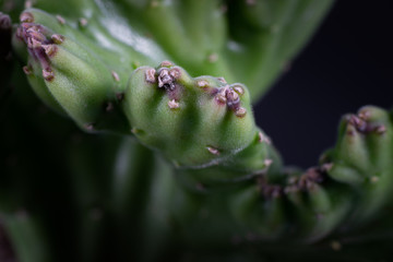 Detail of group of succulent plant on black background