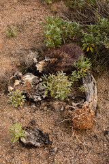 Decaying Barrel Cactus in Sage