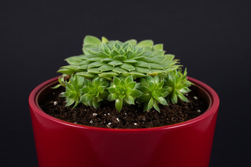 Beautiful sempervivum in red pot isolated on black background
