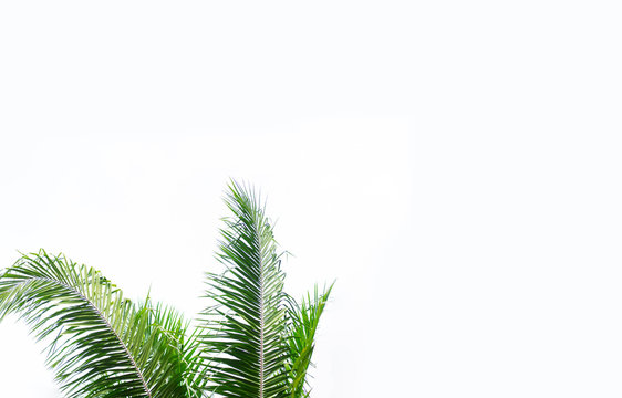 Palm leaf on white background.Palm sunday and easter day concept.Palm sunday for welcome Jesus King of King to Jerusalem before Easter day.isolated on white background.