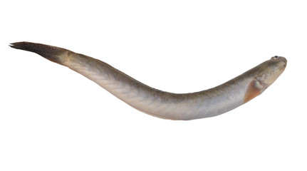 Fresh keo fish or spiny goby isolated on white background, Pseudapocryptes elongatus