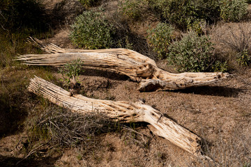 Saguaro Skeletons