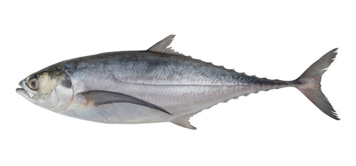 Pacific jack mackerel or Trachurus isolated on white background
