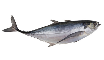 Pacific jack mackerel or Trachurus isolated on white background