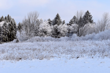 trees in the snow