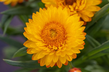 Blooming yellow helichrysum flowers，Helichrysum bracteatum (Vent.) Andr.
