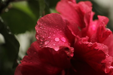 Close up picture or shot of red layered petal hibiscus flower or red hibiscus or adukku semparuthi after the rain. rain drops on the red layered petal hibiscus flower or red hibiscus/adukku semparuthi © balamurugan