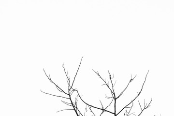 branch with leaves isolated on white background