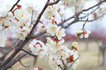 Fototapeta premium 白い梅の花