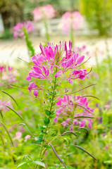 Cleome spinosa or Cleome spinosa with green leaves at outdoor garden