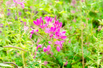 Cleome spinosa or Cleome spinosa with green leaves at outdoor garden