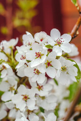 close up white apple flowers in a spring garden