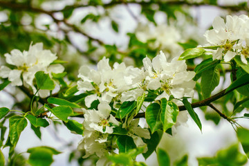 white flowers of apple tree  in a spring garden