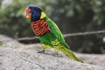 Macaw perched on stone
