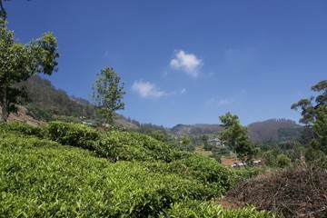 Fototapeta na wymiar Tea garden 