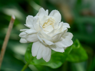Close up of white jasmine flower in blur background.