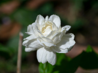 Close up of white jasmine flower in blur background.