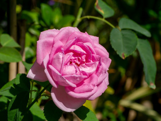 Pink of Damask Rose flower
