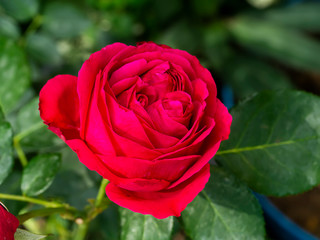 Close up red eden rose flower