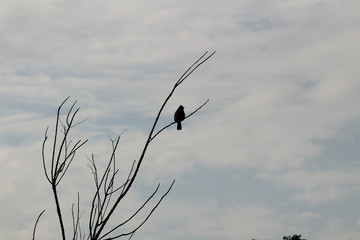 Fototapeta premium one Red Vented Bulbul bird or one bird sitting on the tree or tree branch on the morning with white background