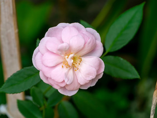 Close up mini Fairy Rose flower