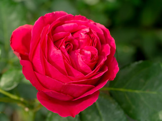 Close up red eden rose flower