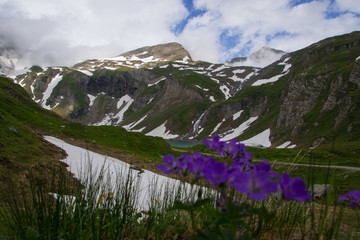 Grossglockner violet