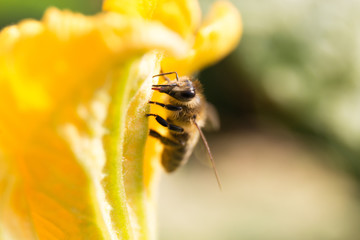 Bee gathering nectar. Apis, petal and pollen. Closeup