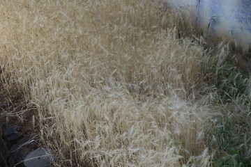 Wheat in the garden 
