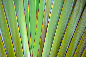 Beautiful green leaves Natural in the garden that looks fresh and comfortable to the eyes