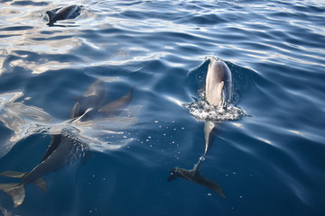 Fototapeta premium Beautiful wild dolphins swimming in a free environment.