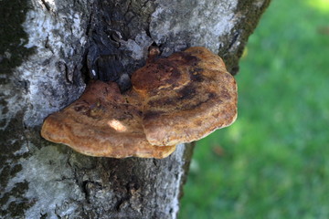 Beautiful mushroom on the tree
