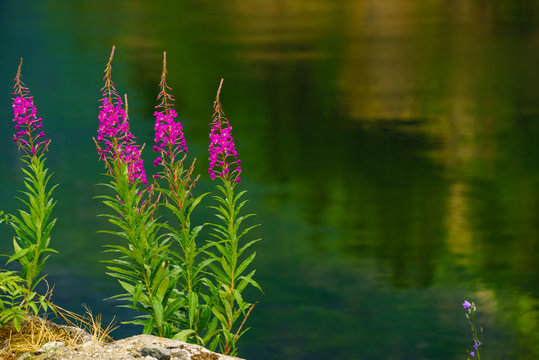 Fjord shore with pink flowers willowherb.
