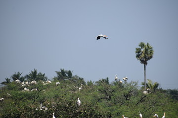 Vedanthangal Bird Sanctuary India 